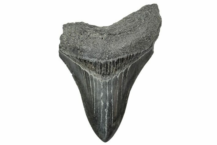 Fossil Megalodon Tooth - South Carolina #236349